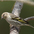 Male. Note: yellow in wings and sender pointed bill.