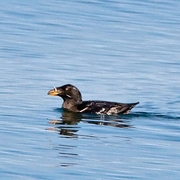 Bird of the week image